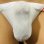 画像1: やや小さめ薄手の機能性素材黒猫白 (1)